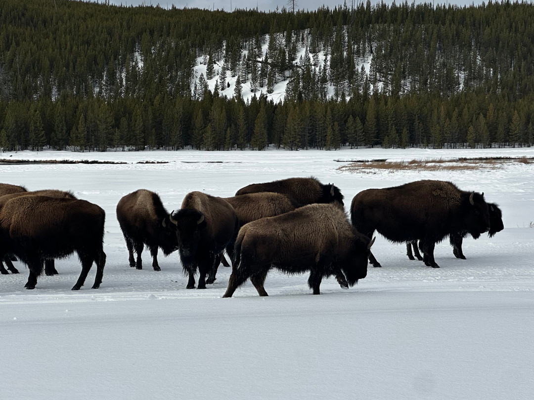 Old Faithful Snowmobile Tours - Day Tours-杰克逊必去景点