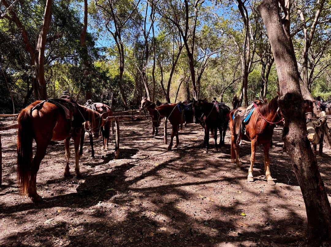Horseback Riding Tours-特立尼达必去景点