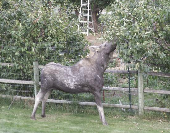 Cedar Springs Bed & Breakfast主图