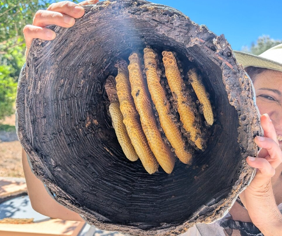 Dias Beekeeping-Svoronata必去景点