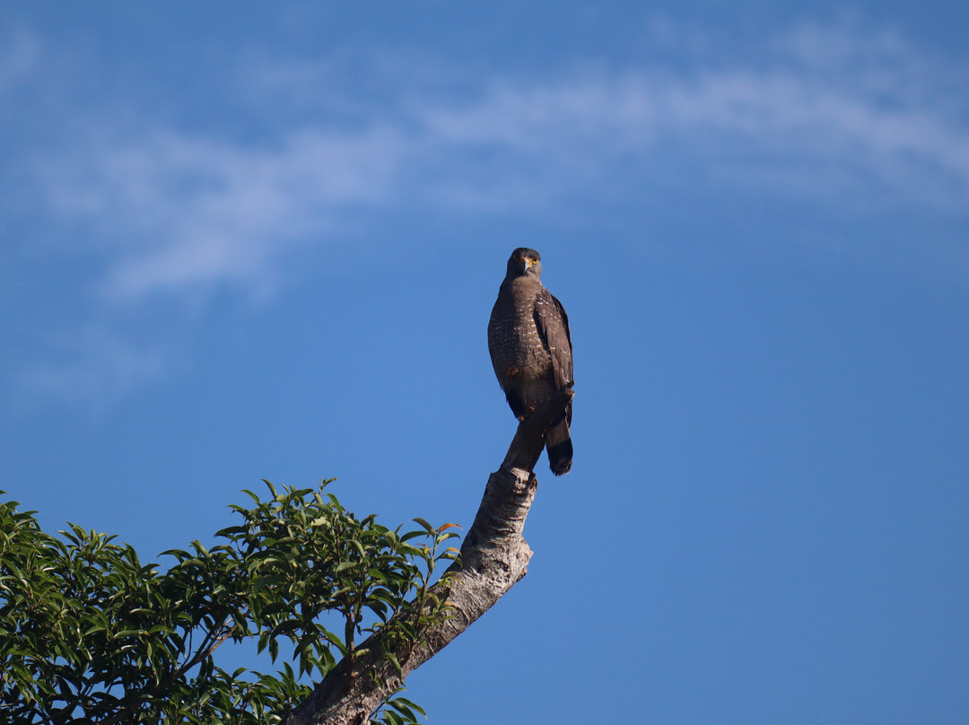 Udawalawe Lahiru Safari Guide Tours景点图片