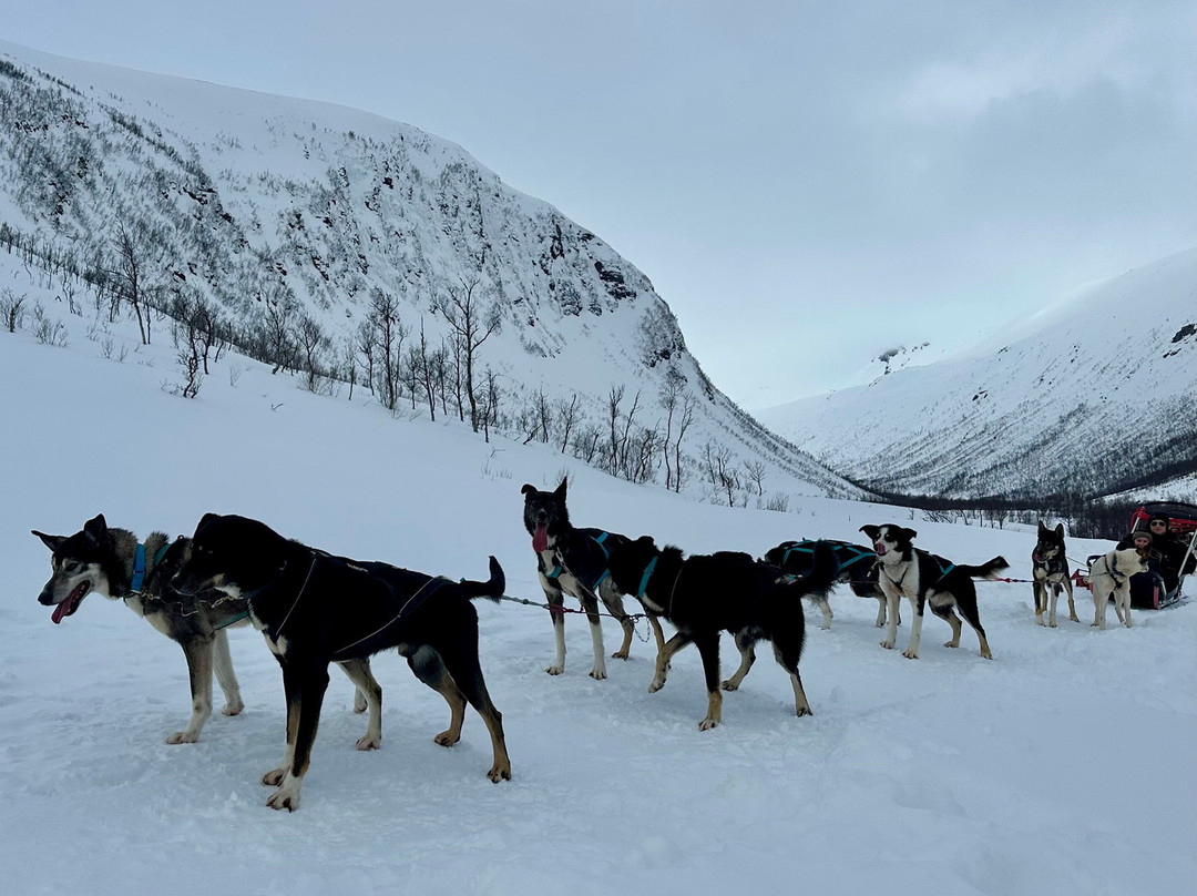 Kvaløya Husky景点图片