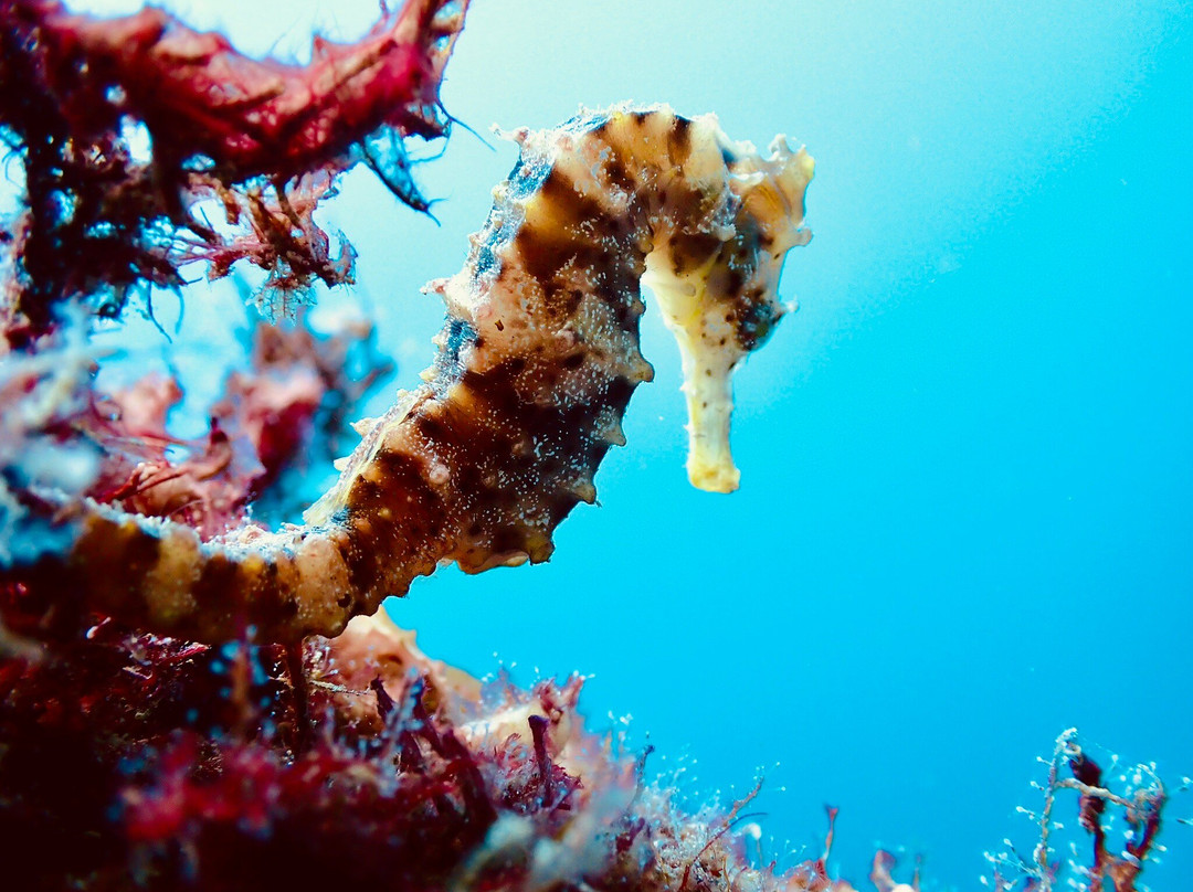Divecenter Santiago-Tarrafal必去景点