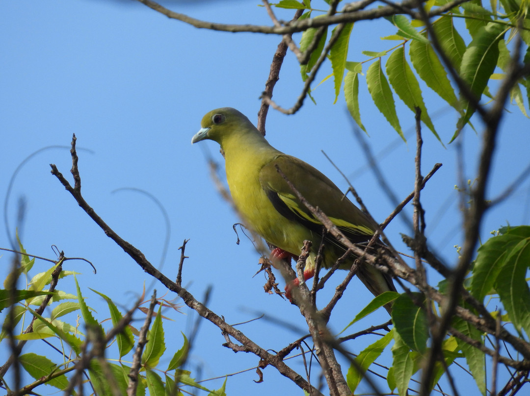 Ceylon Resort Wilpattu主图