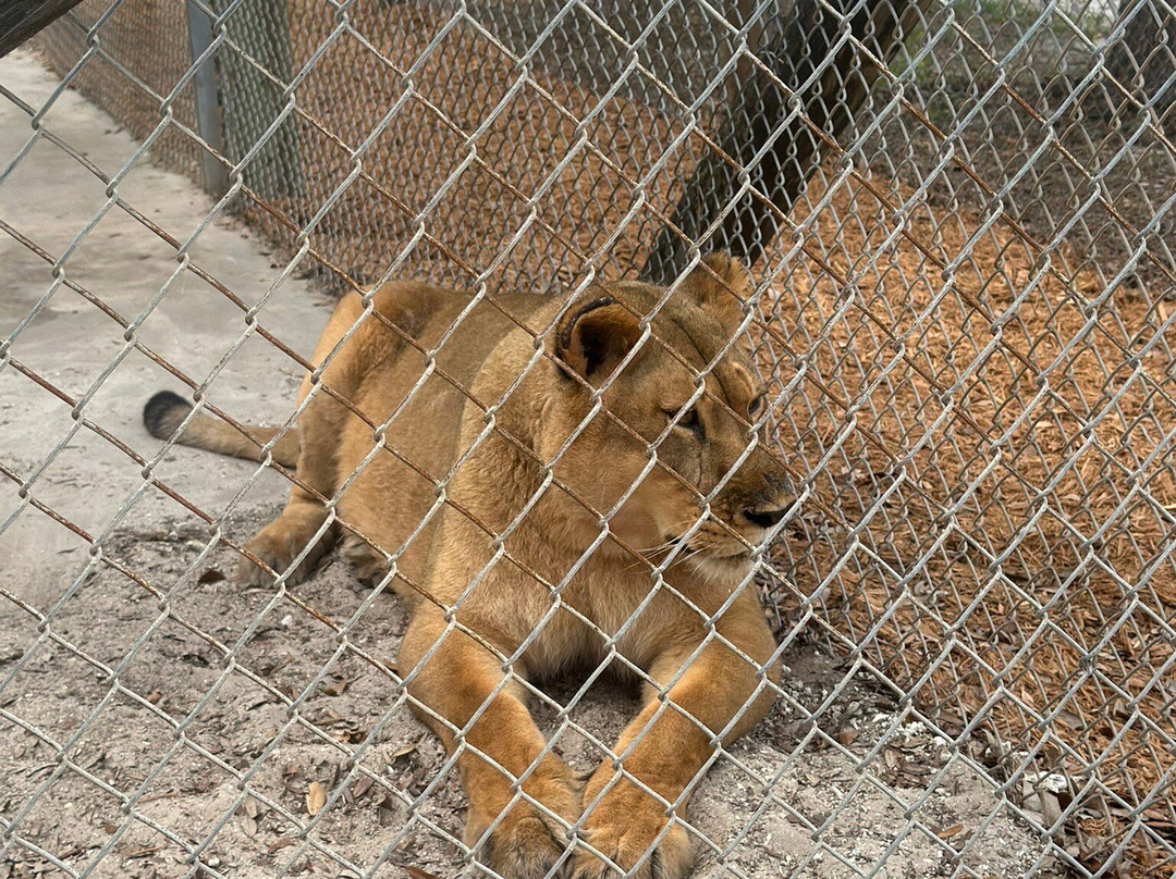 Big Cat Habitat-萨拉索塔必去景点