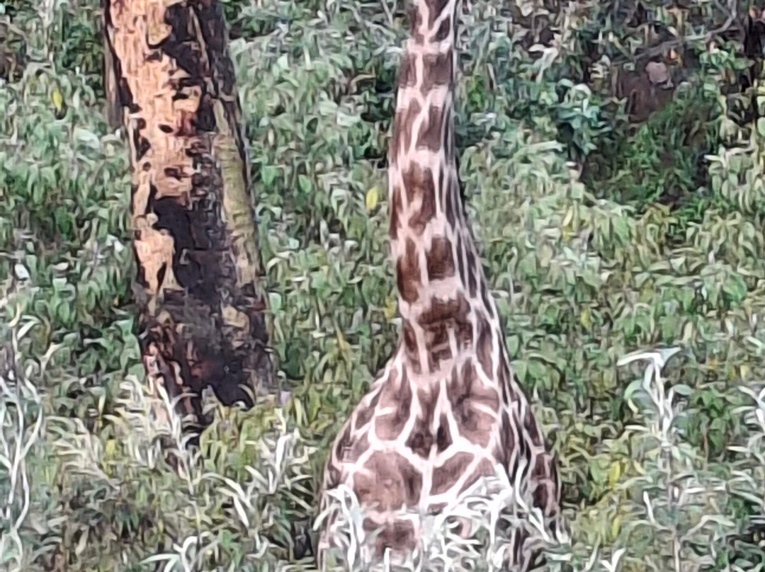 Malnodez Safaris-纳库鲁必去景点