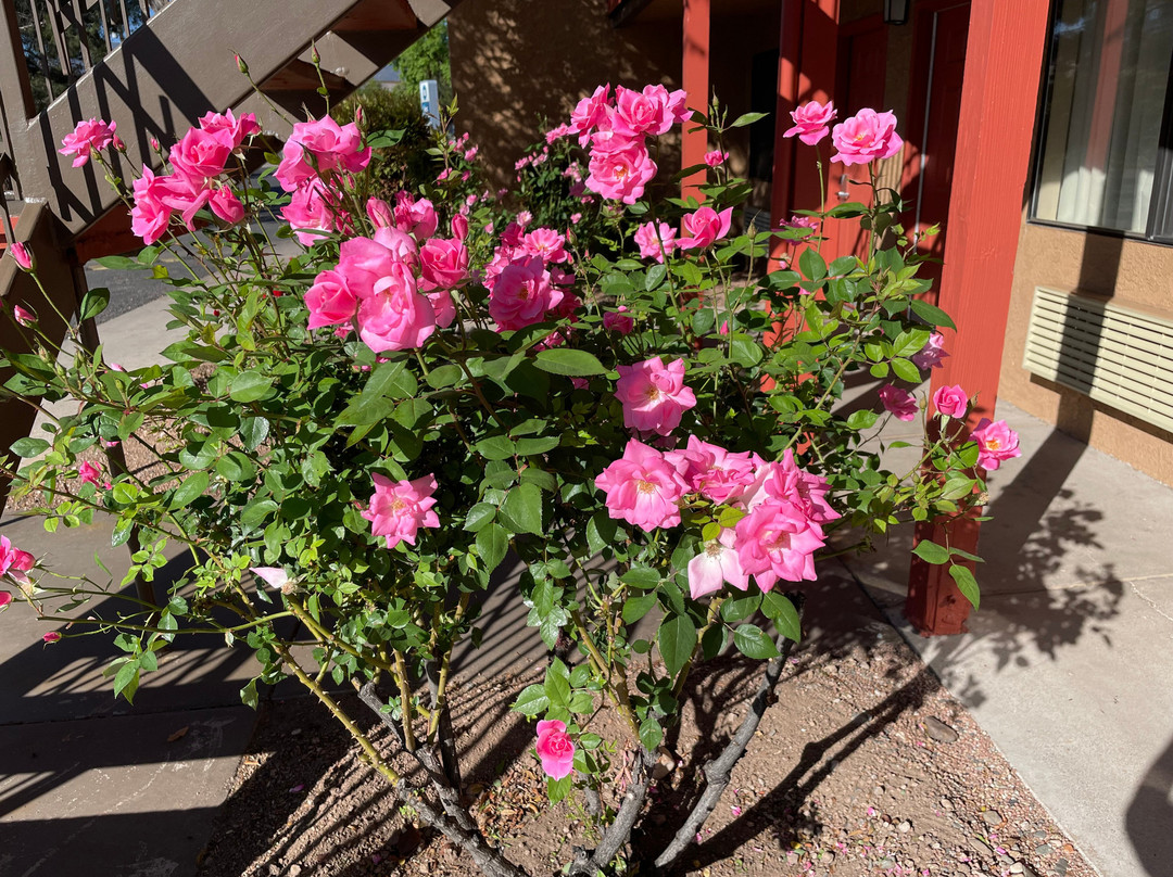 Best Western Cottonwood Inn主图