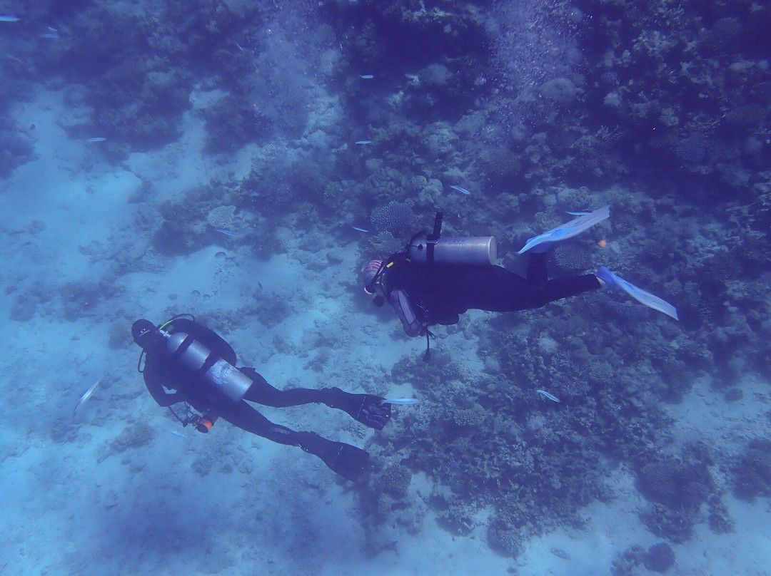 ORCA Dive Club Soma Bay景点图片
