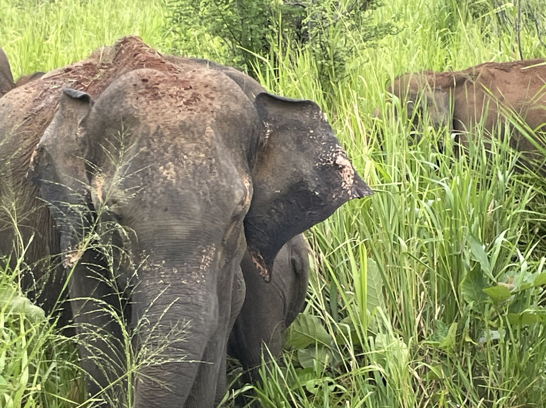Lux Tours Lanka-康提必去景点