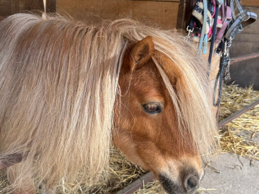 Folwark Konny Hermanów-Nowe Miasto nad Warta必去景点