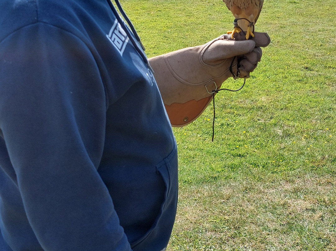 Surrey Hills Falconry-Ockley必去景点