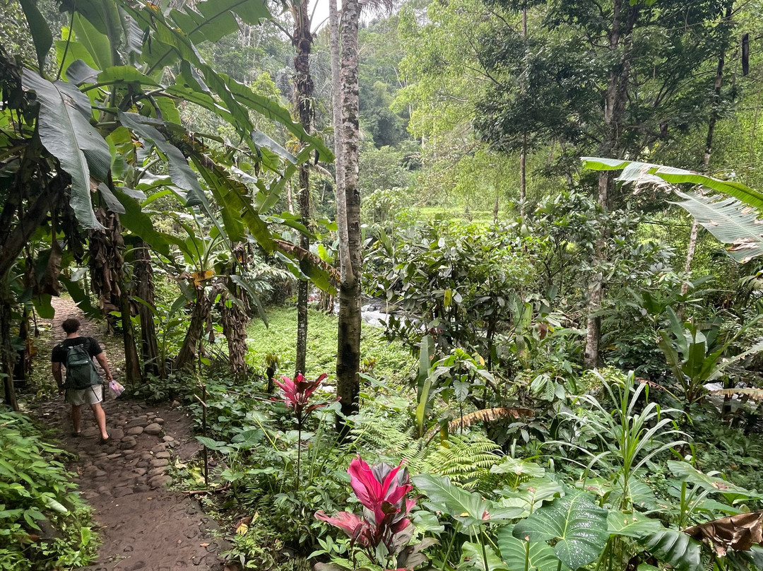 Menjangan Bali Driver Guide景点图片