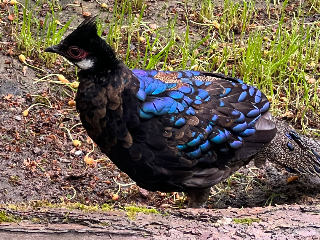 Tierpark Irgenöd-Ortenburg必去景点