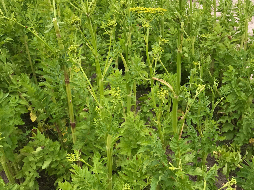 Snijbloemen Pluktuin Bakkum景点图片