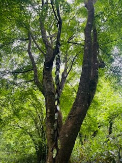 Hannah Peschar Sculpture Garden景点图片