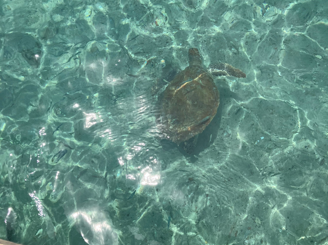 B&B Sombre di Kabana主图