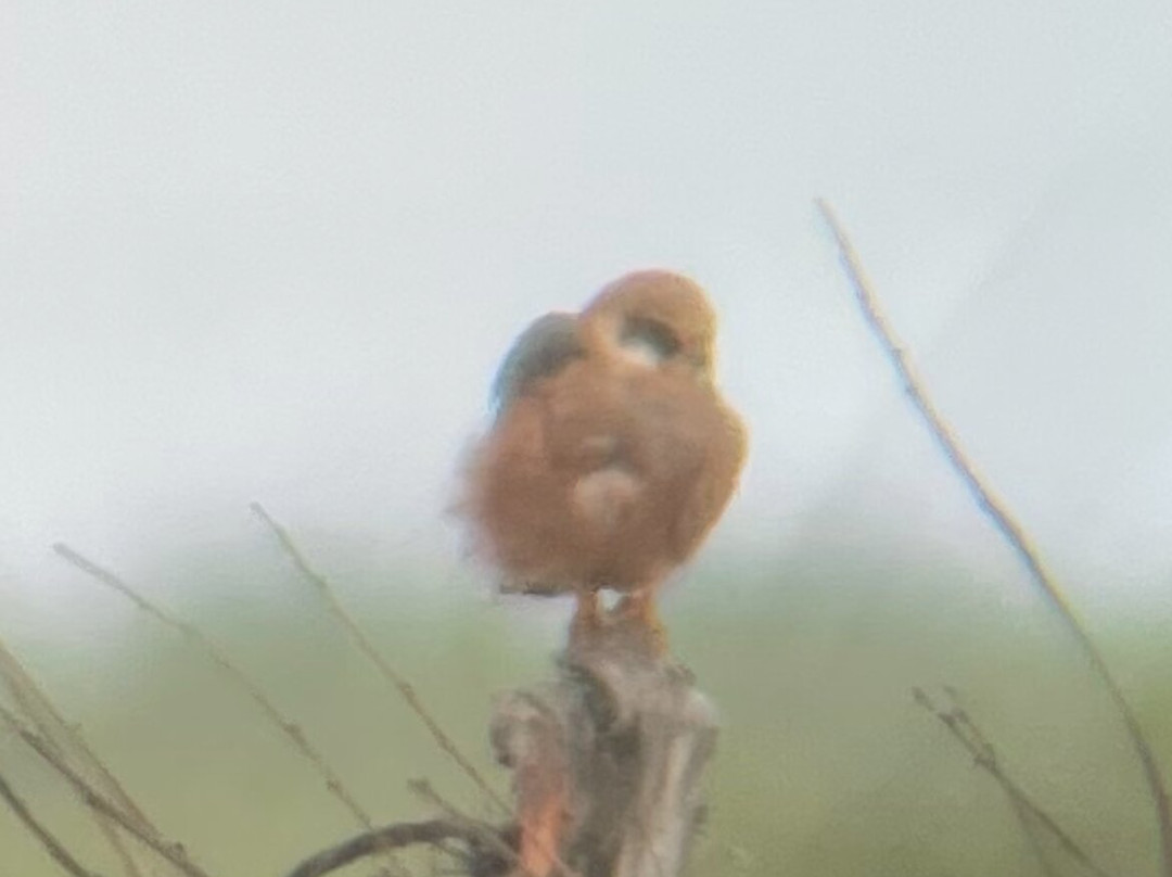 RSPB Dungeness景点图片