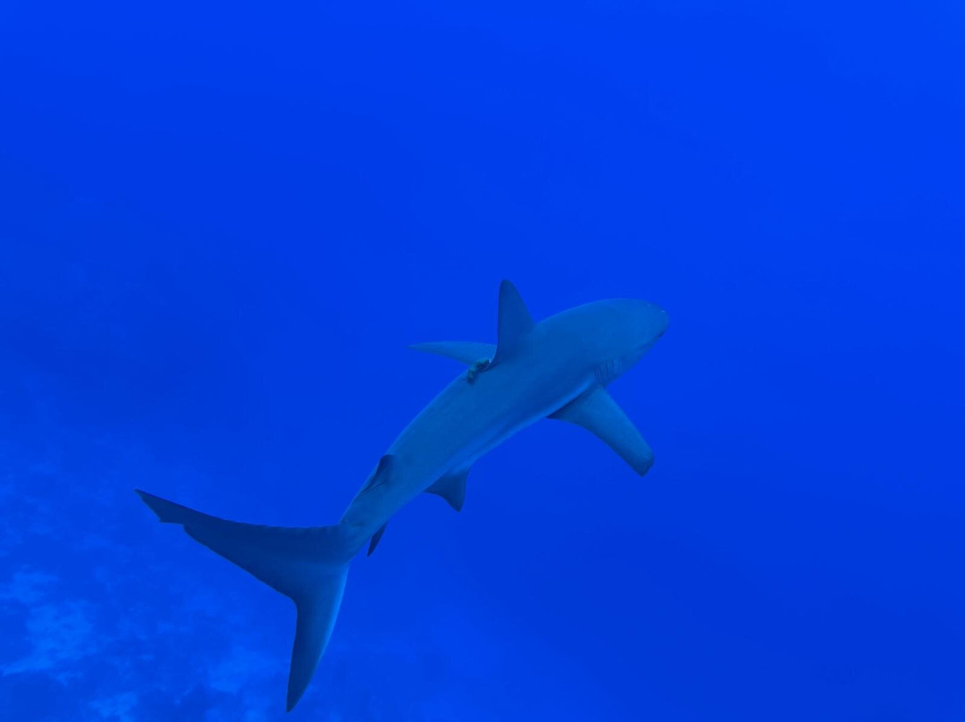 Only Blue Diving Dreams景点图片