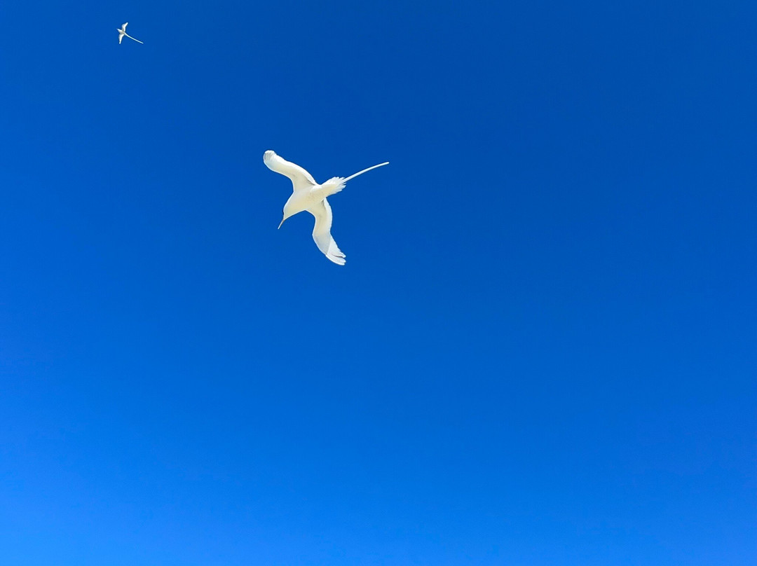 La Mouette Martial-开普马欧呵必去景点