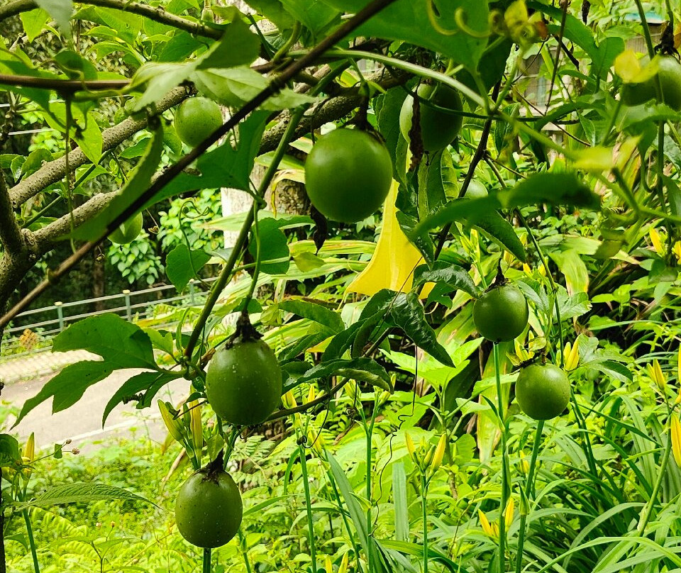 Tashigang Hotel主图