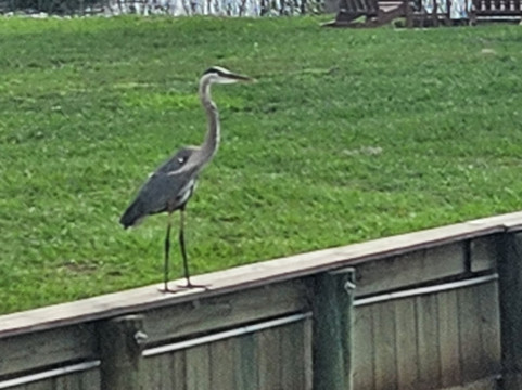 Crescent Fish Camp, RV Resort & Marina | Outdoor Adventure Retreats主图