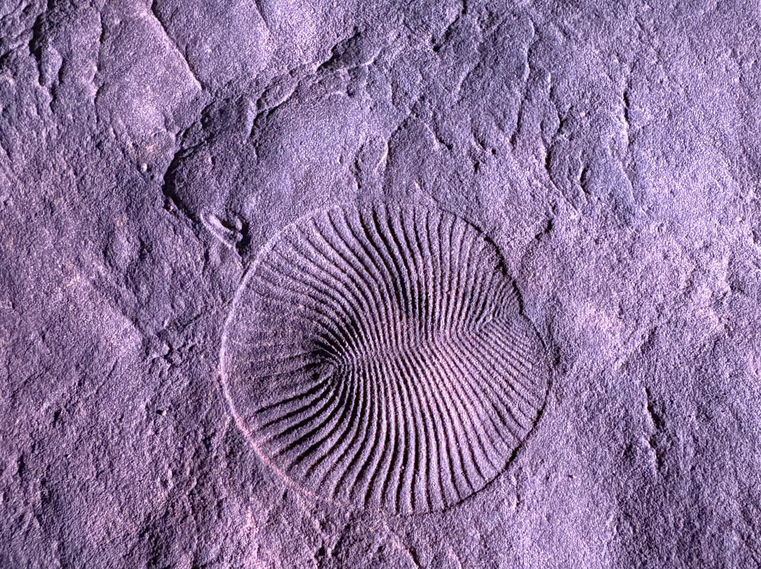 Nilpena Ediacara National Park景点图片