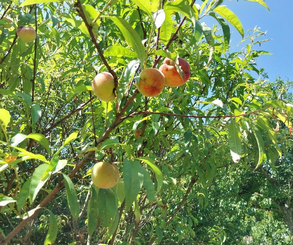 Les Jardins du Puygirault景点图片