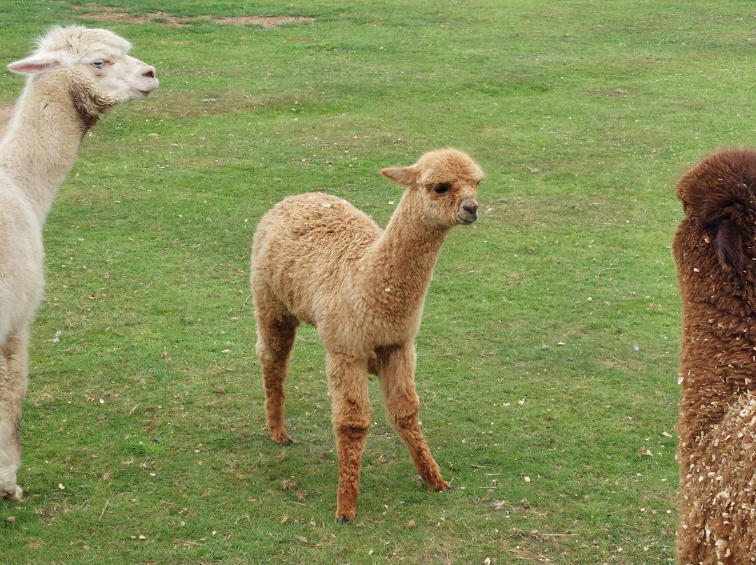 Hope Farm Alpaca Rescue