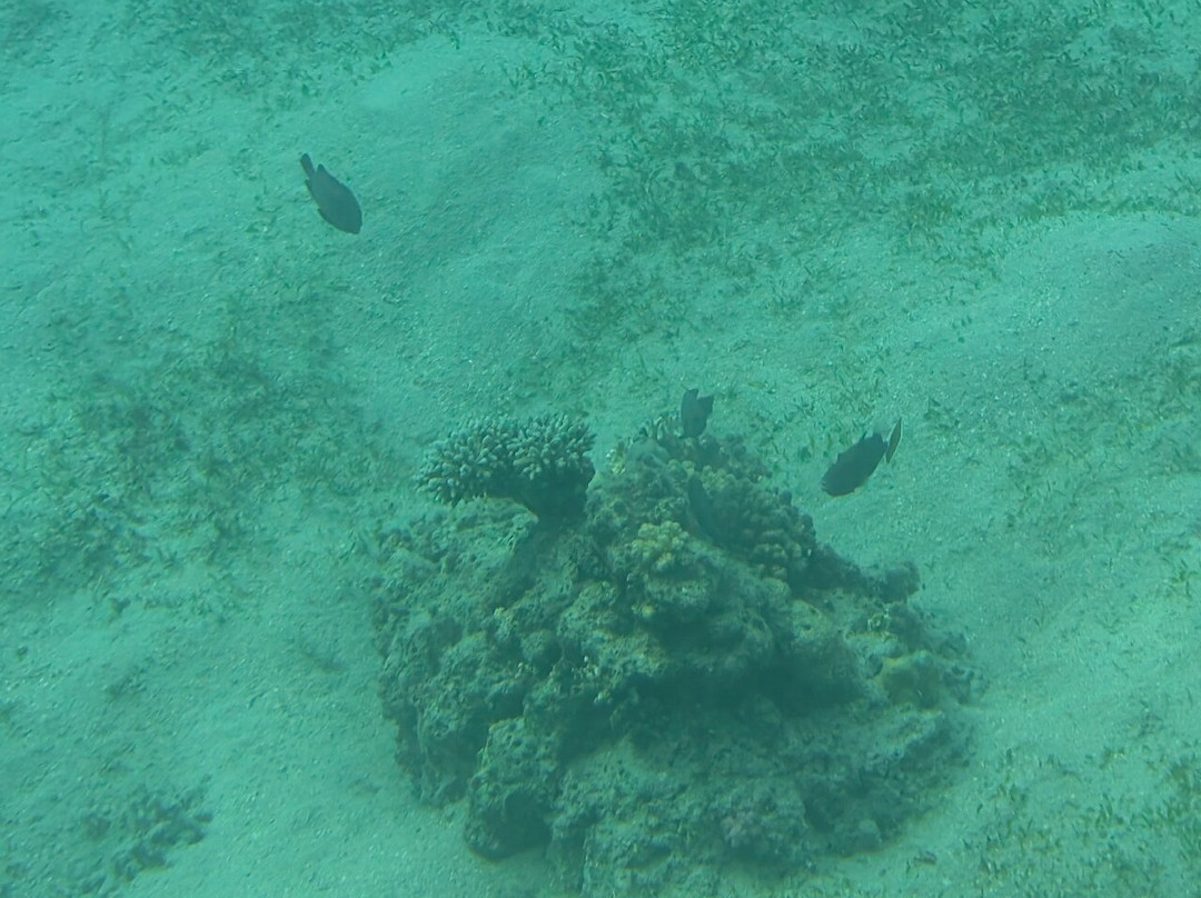 Royal Sea Scope-马萨阿拉姆必去景点