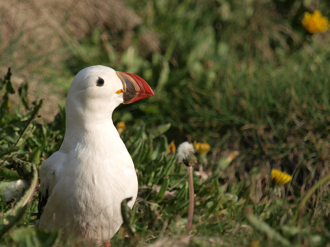 Eyjatours-韦斯特曼纳群岛必去景点