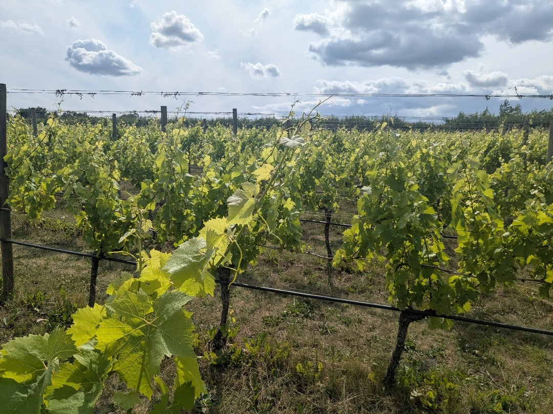 Woodchester Valley Vineyard-斯特劳德必去景点