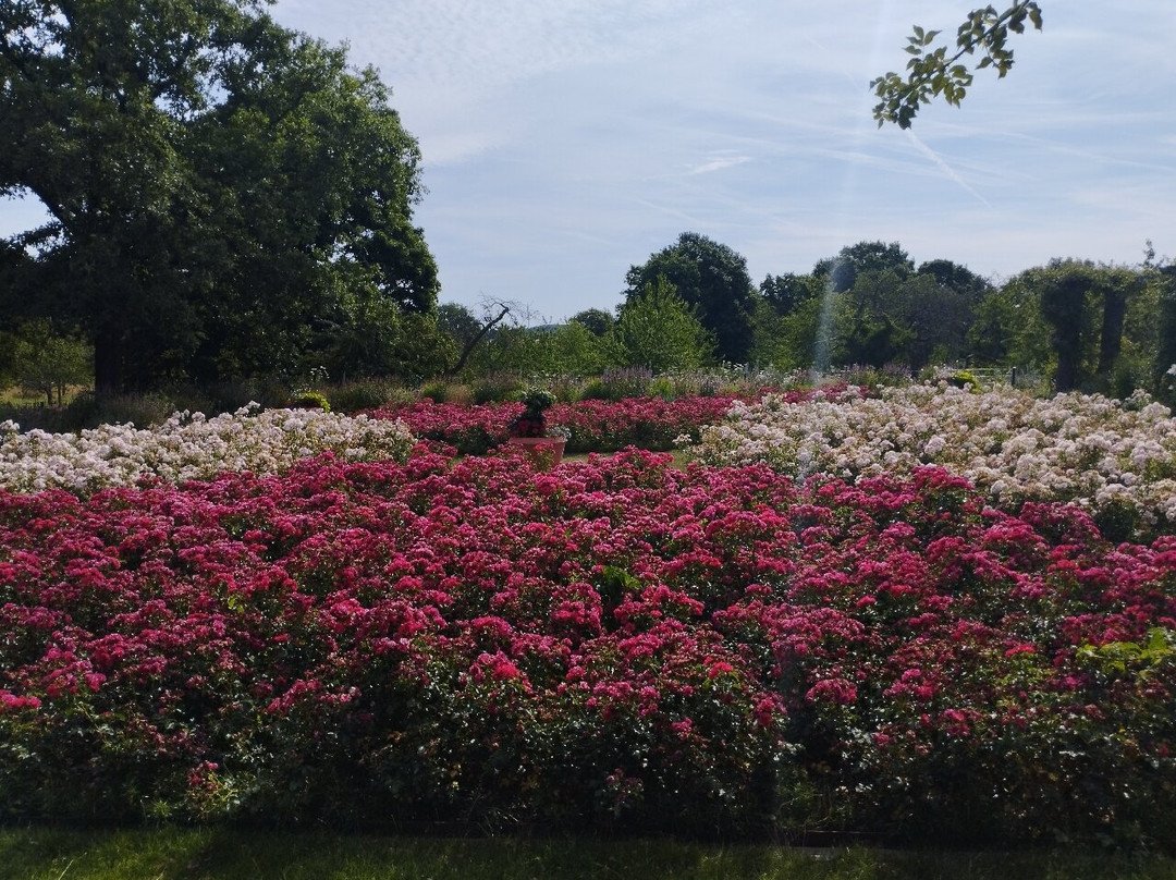 Park Rosenhöhe-达姆施塔特行政区必去景点