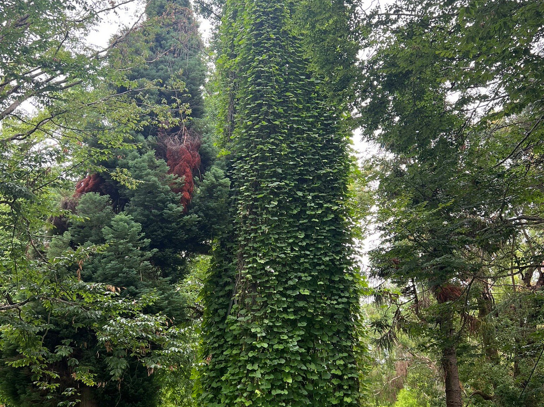 Shekvetili Dendrological Park-Shekhvetili必去景点