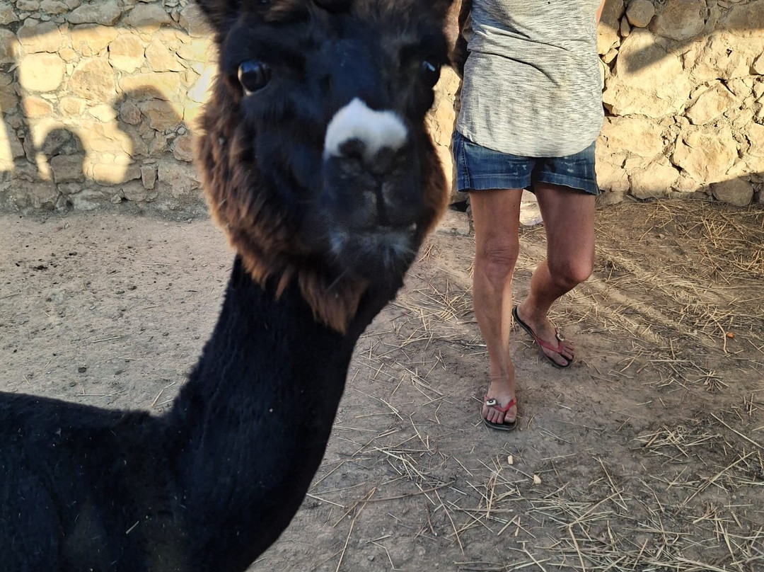Gozo Alpaca Walks-Xewkija必去景点