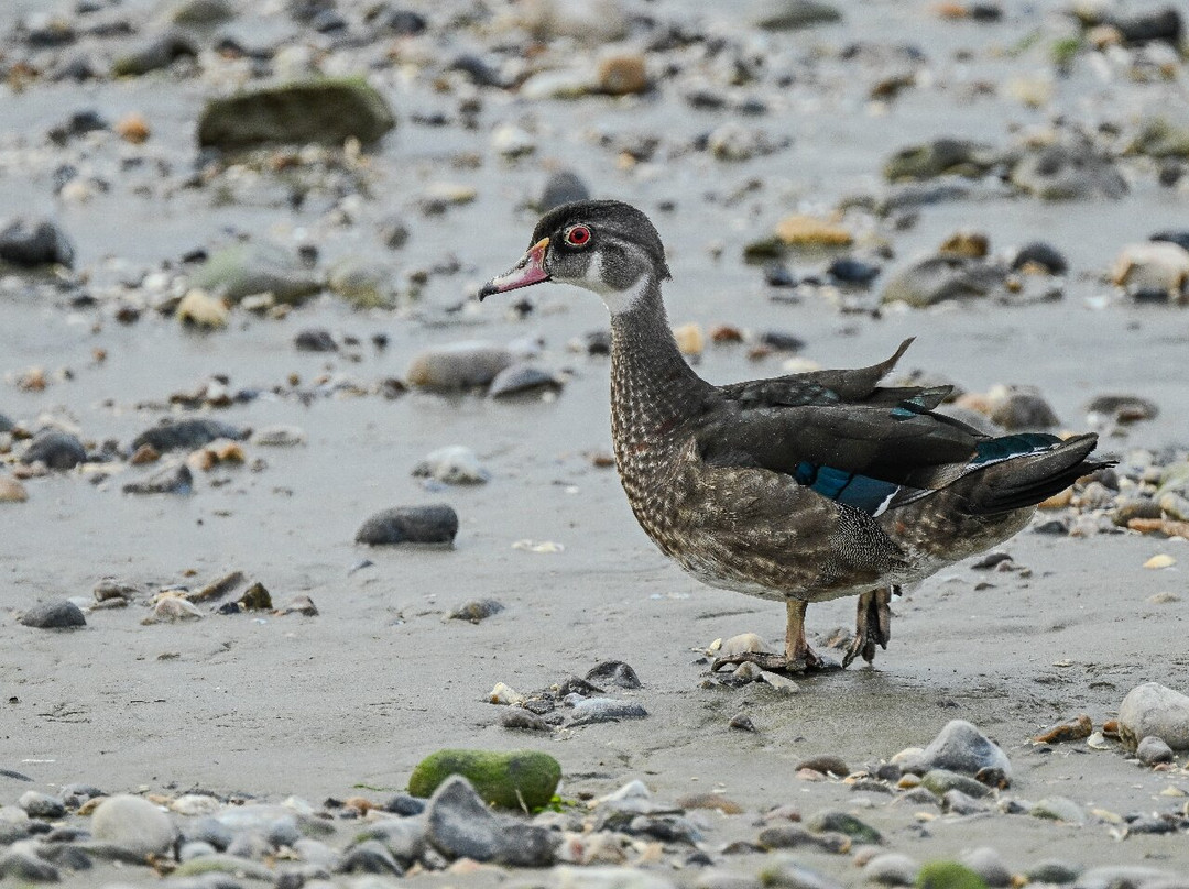 Passion Baie de Somme-Le Crotoy必去景点