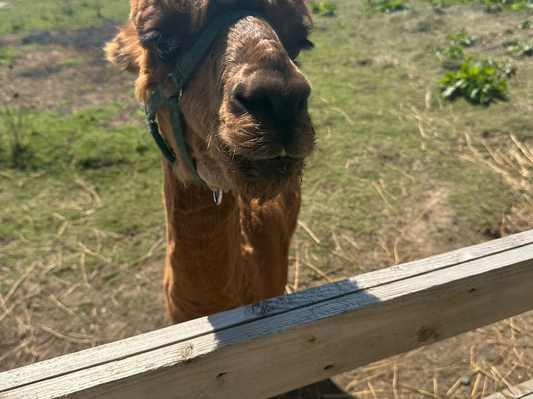 Caithness Animal Farm Park-Lybster必去景点