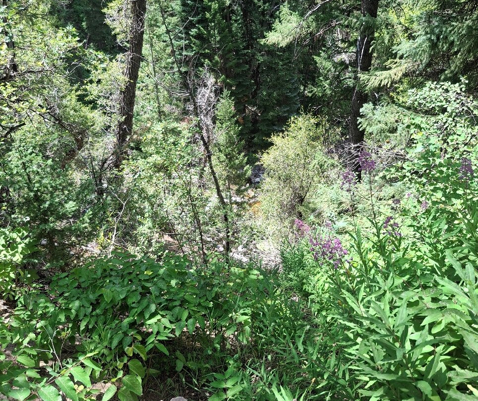 Fish Creek Falls-斯廷博特斯普林斯必去景点