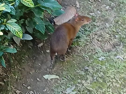 Eco Amazonia Lodge主图