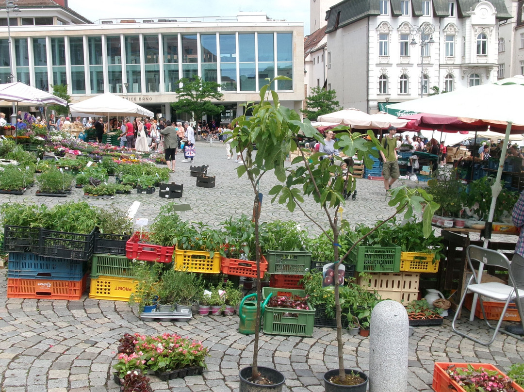 Zelny trh-布尔诺必去景点