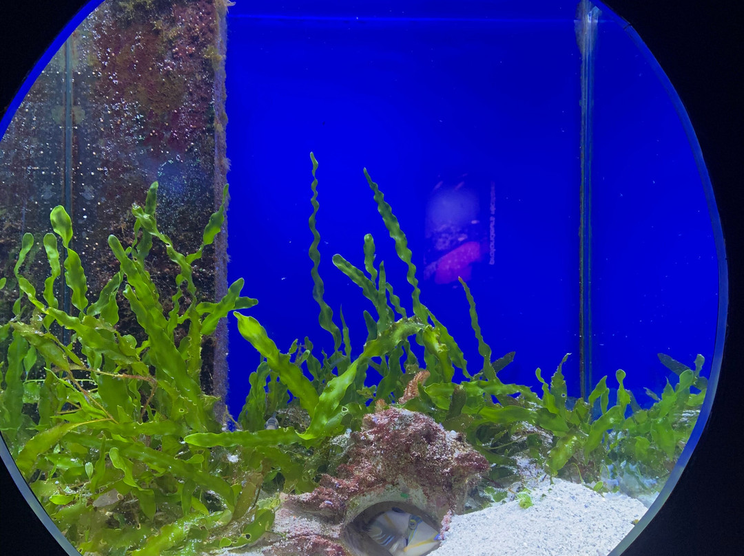 Aquarium de la Réunion-圣吉尔莱班必去景点