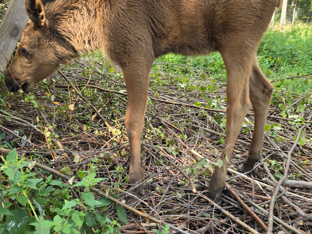 Varmlands Moose Park-Eksharad必去景点