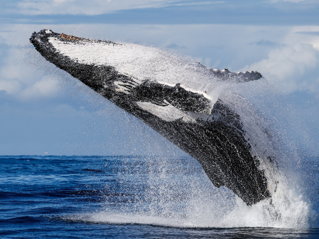 Go Whale Watching Sydney-悉尼必去景点