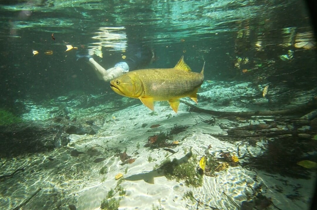 Flutuação Rio Triste-诺布里斯必去景点