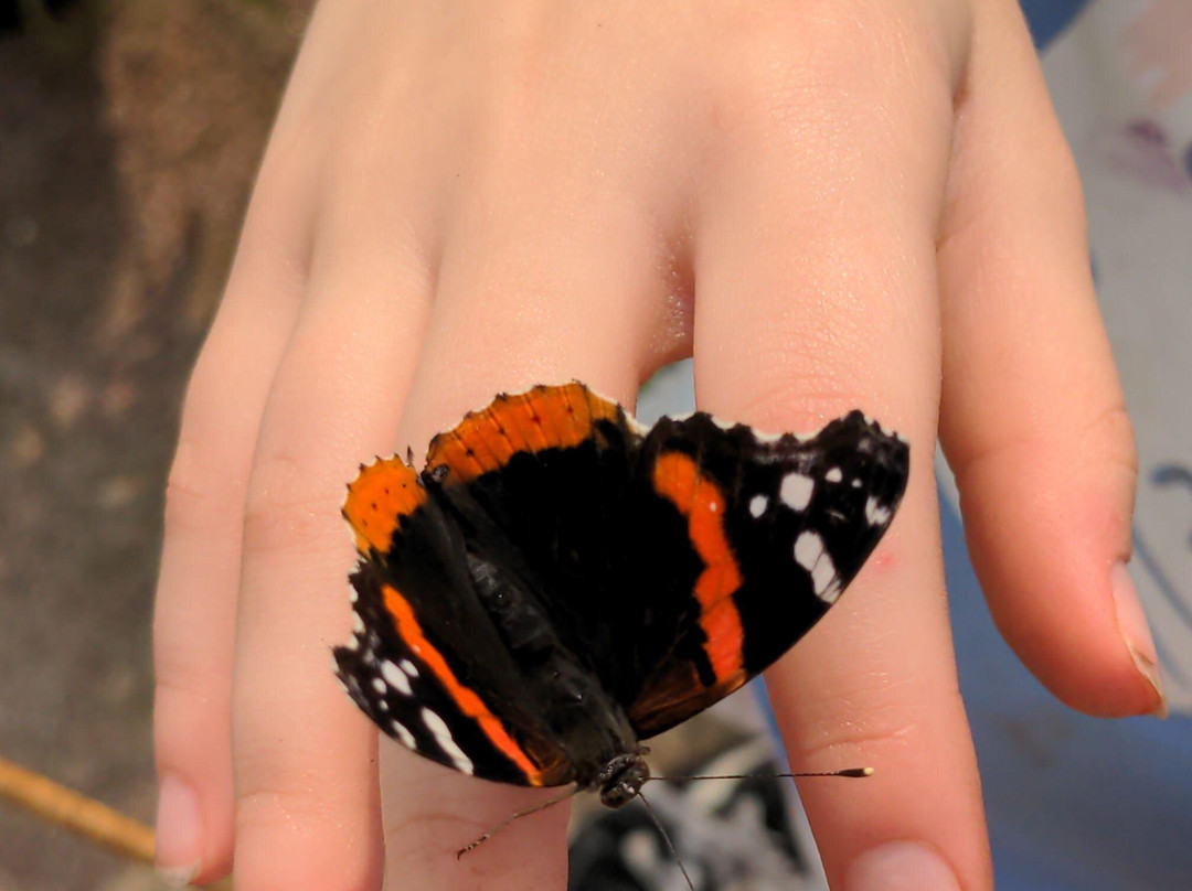 Brilliant Butterflies