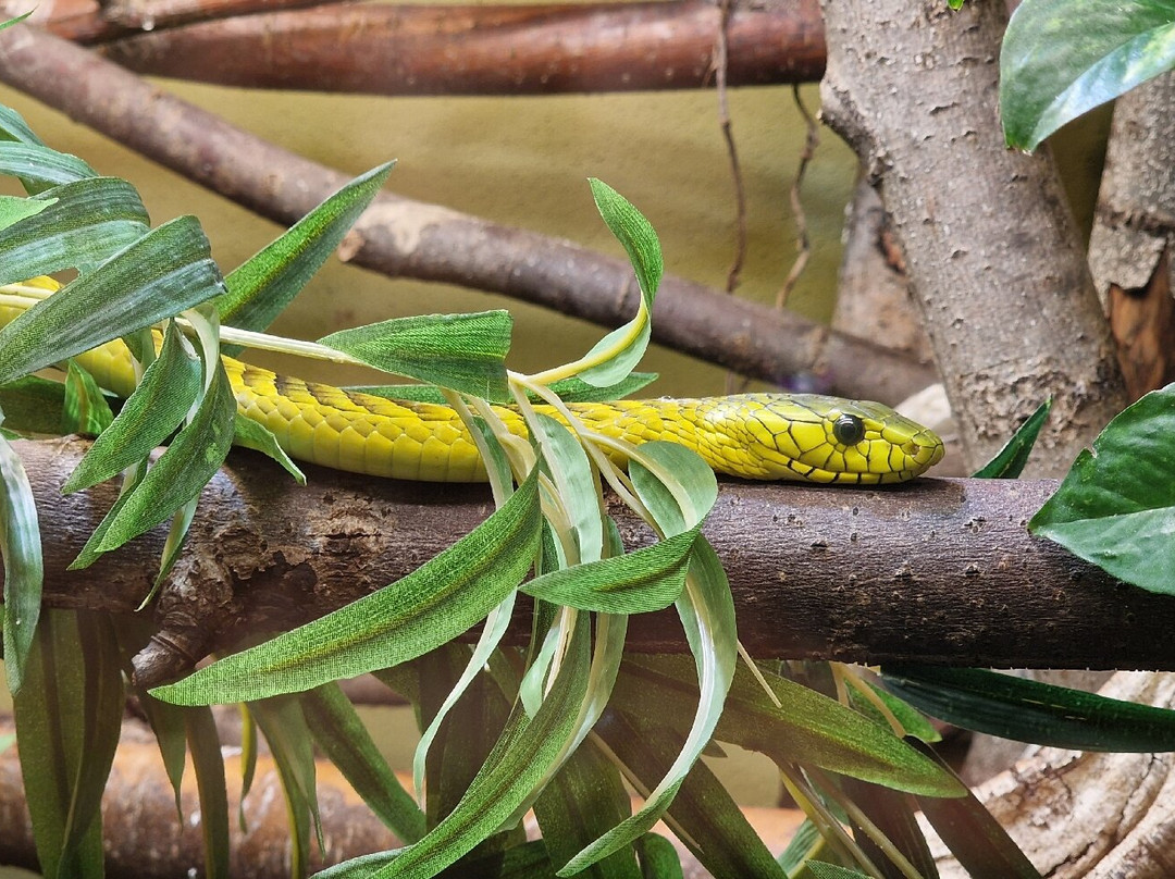 Reptilienzoo Nockalm-Patergassen必去景点