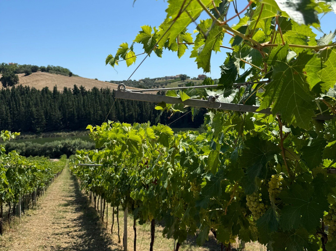 Fattoria Bruno Nicodemi-Notaresco必去景点