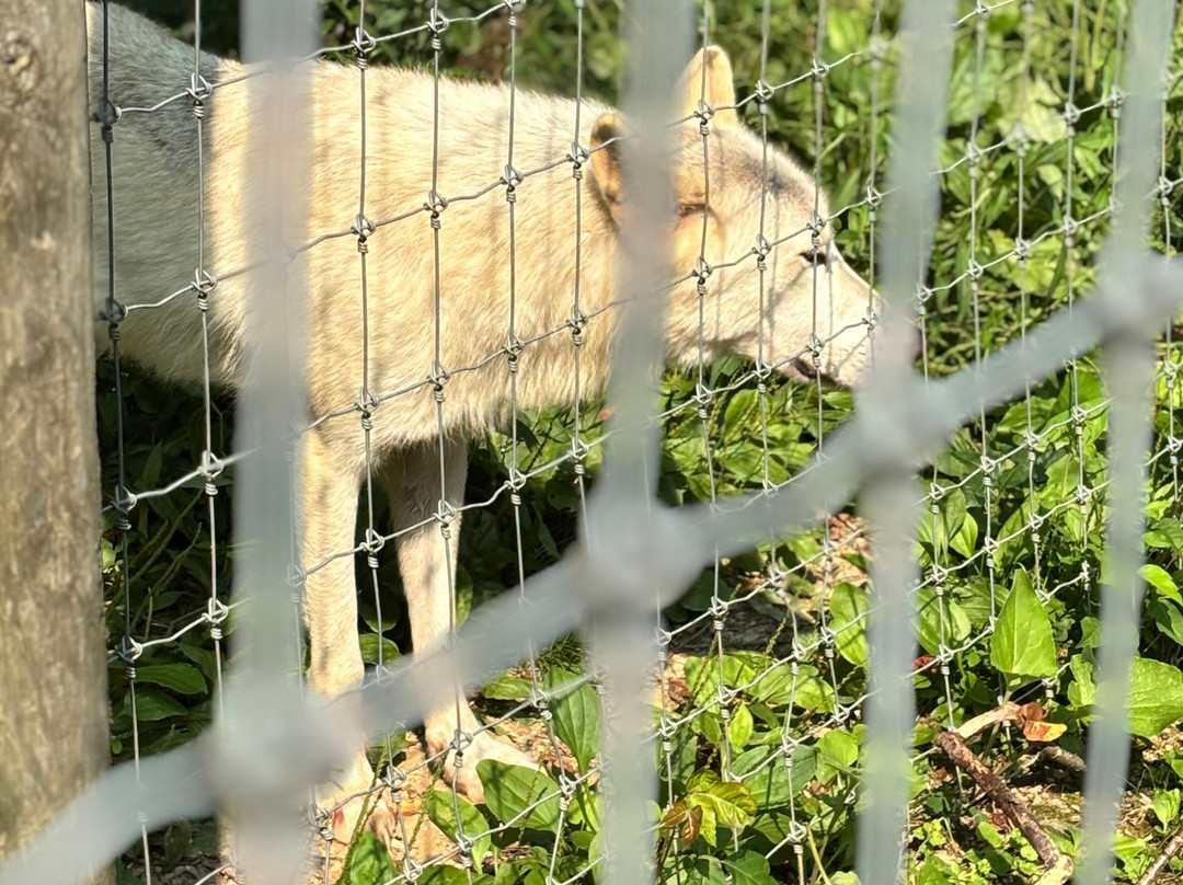 Wolf Sanctuary of PA-利蒂茨必去景点