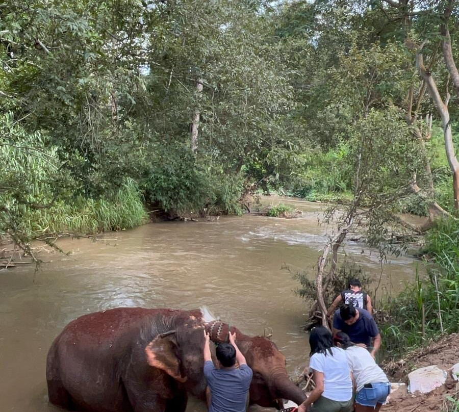 Elephant Sanctuary Care Park-清迈必去景点