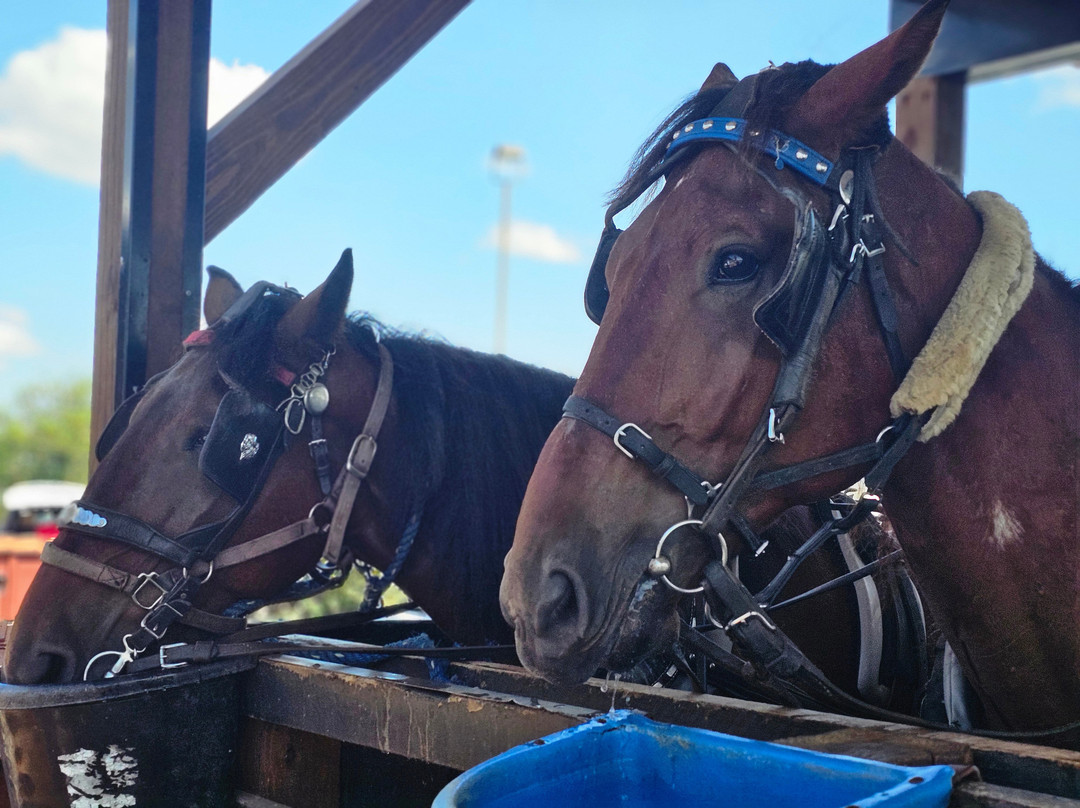 Aaron & Jessica's Buggy Rides-Bird in Hand必去景点
