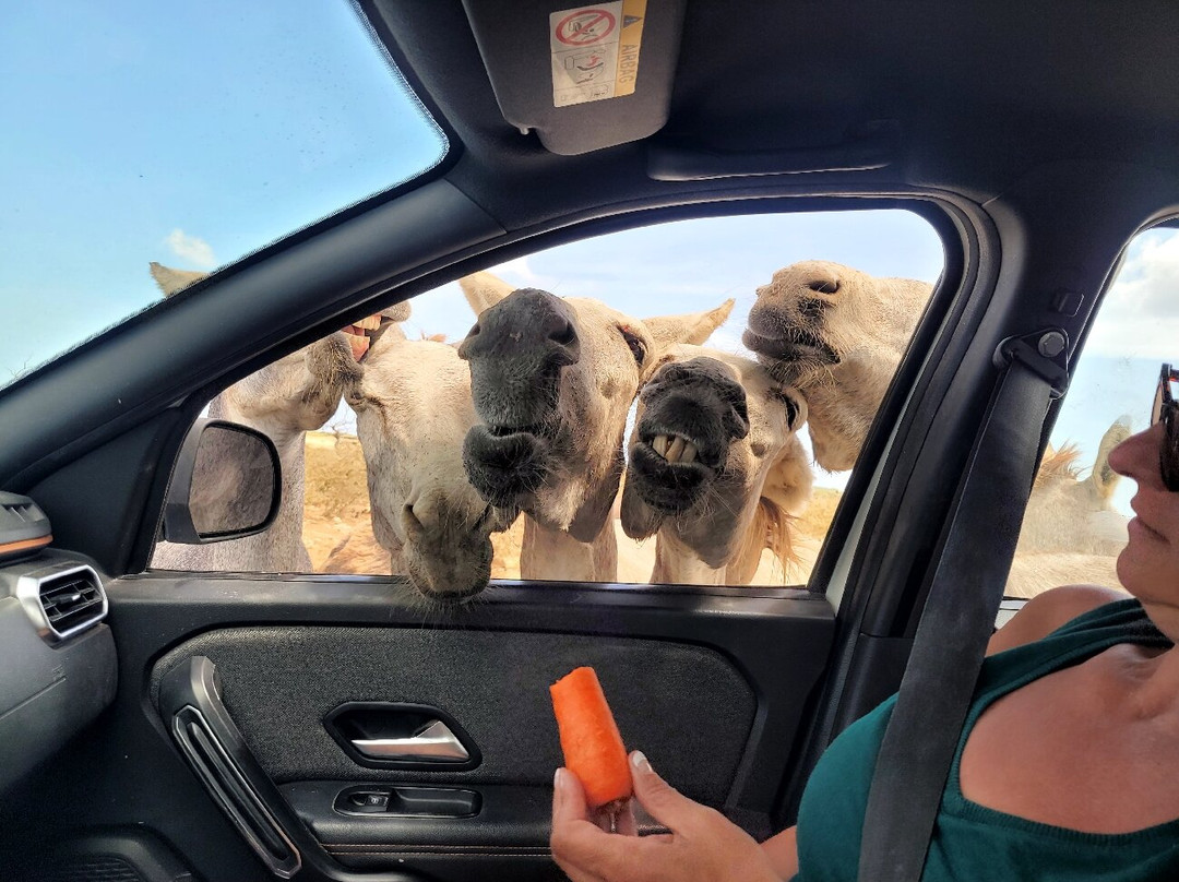 Donkey Sanctuary Bonaire-博奈尔岛必去景点